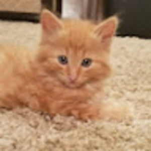 Meet your Posher, Asif